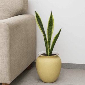 Decorative Pot